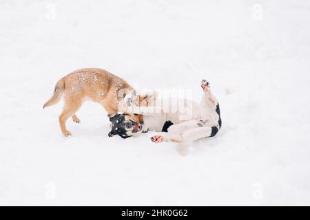Two stray multibred dogs are playing on a white snow in the winter park. Pet animals. Stock Photo