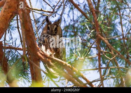 Owl Asio otus - Long-eared Owl resting by day in the branches of an evergreen tree. Wild photo in the Czech Republic. Stock Photo