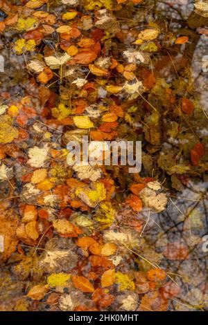 Autumn leaves and a tree reflecting in St Ann’s Well in the Malvern Hills above Malvern. Stock Photo