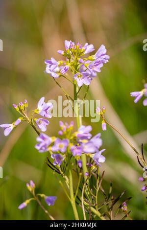 Cuckoo flower, Cardamine pratensis, blooming in a meadow during spring. Stock Photo