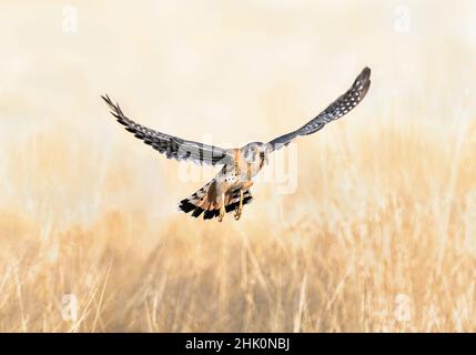 An American Kestrel with spread open wings flying off with a caterpillar it has found while foraging in a dry golden field. Stock Photo