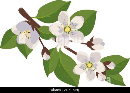 White flowers on branch with leaves and buds. Spring decoration, flowering fruit tree plant. Vector flat illustration Stock Vector