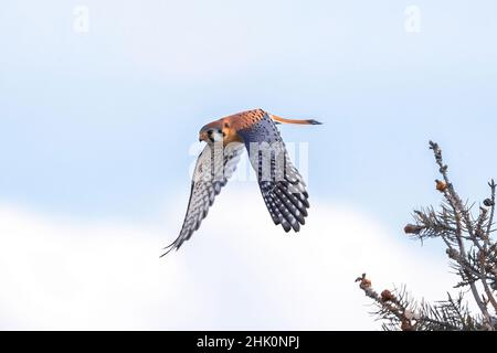 An American Kestrel bursts into flight against a soft blue sky with a white clouds background. Stock Photo