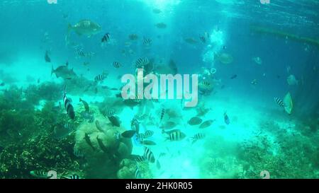 Dive where the water is deep. 4k video footage of two handsome young men scuba diving along the coral reefs of Raja Ampat in Indonesia. Stock Photo