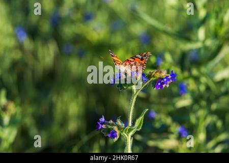 Beautiful colorful butterfly sitting on a blue flower. The background is green. The photo has a nice bokeh. Stock Photo