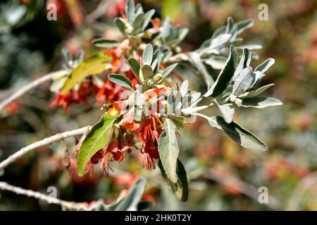 Jocama (Teucrium heterophyllum) is a shrub endemic to Macaronesia ...