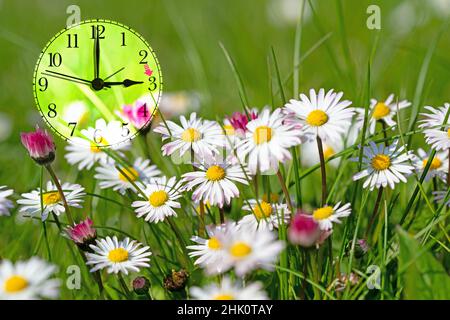 Time change from winter time to summer time, clock in a meadow with daisies Stock Photo