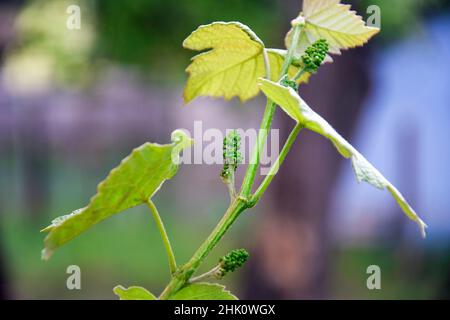 Young grape vine with small green grapes on blurred background. Buds, fruit. Bottom view. Close-up. Selective focus. Copy space. Stock Photo