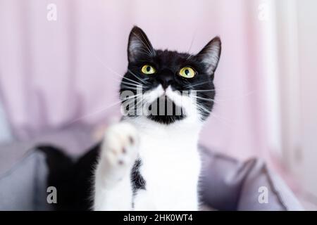 Portrait of gorgeous black and white cat with yellow eyes, raising paw up, looking up. Playful black kitten with white chest and whiskers in pet bed Stock Photo