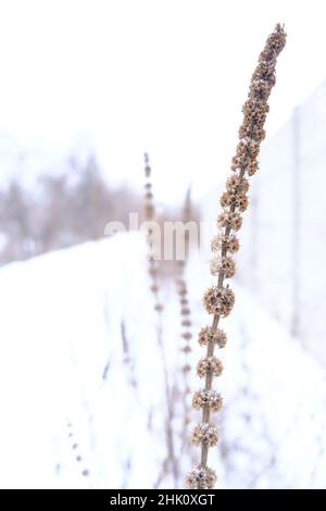 Frozen dry spikelet on roadside in snow, winter background, selective focus Stock Photo