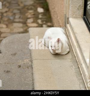 white cat on the steps of a house in the old town of Krk in Croatia Stock Photo