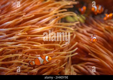 Orange Clownfishes with anemone in coral reef. Amphiprion ocellaris species living in Eastern Indian Ocean and Western Pacific Ocean, in Australia Stock Photo