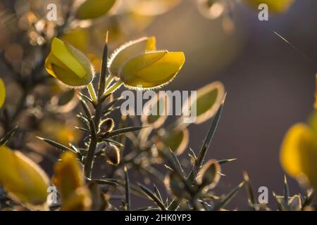 Detail of ulex europaeus (common gorse) blooming flowers Stock Photo