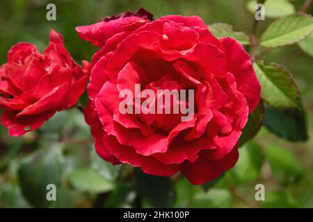 Gallic Rose (Rosa Gallica) crimson red colored flower Stock Photo