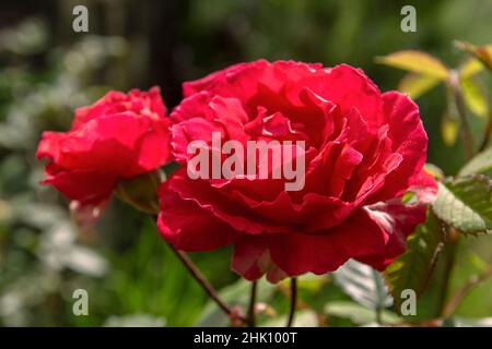 Apothecary Rose (Rosa Gallica) crimson red colored flower Stock Photo