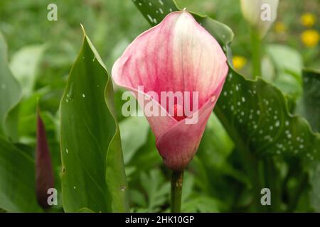 Zantedeschia aethiopica (Calla lily) pink flower Stock Photo