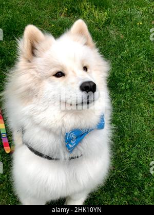 Samoyed bow outlet tie