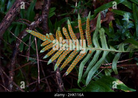 Limestone polypiody (Polypodium cambricum) fern green fronds with orange sori on leaflets underside Stock Photo