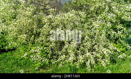 A large bush or tree of blooming white bird cherry on a background of green foliage and grass in spring. Close-up of a flowering tree. Stock Photo