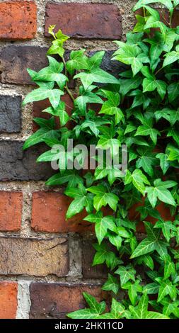 Branches of green ivy or hedera crawling along an old red brick wall background close-up. Vertical photo. Stock Photo