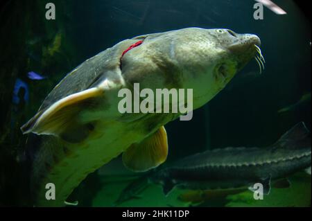 Sturgeons in aquarium swimming Stock Photo