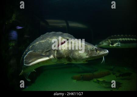 Sturgeons in aquarium swimming Stock Photo