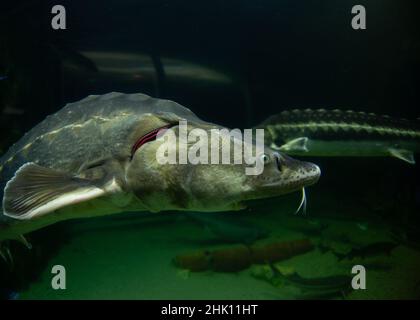 Sturgeons in aquarium swimming Stock Photo