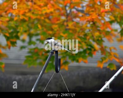 The black-capped chickadee is a small, nonmigratory, North American songbird that lives in deciduous and mixed forests. And A colorful fall background. Stock Photo