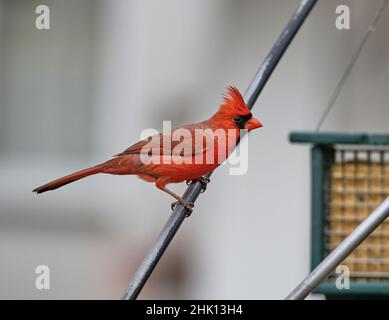 Beautiful close up of a male Cardinal. Here he is perched on a suet feeder. They are also known as cardinal-grosbeaks and cardinal-buntings. Stock Photo