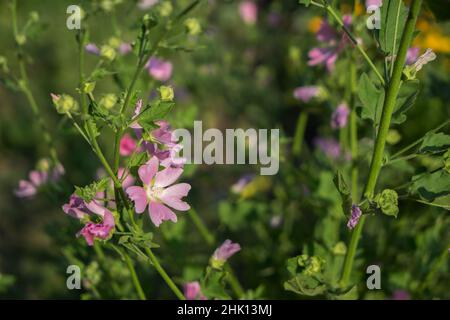 Pink lavatera mauritanica or malva grows in the garden. The concept of growing decorative flowers. Stock Photo