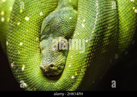 Green python snake on a branch with green leaves. A green python hangs on a branch of an old tree. Stock Photo