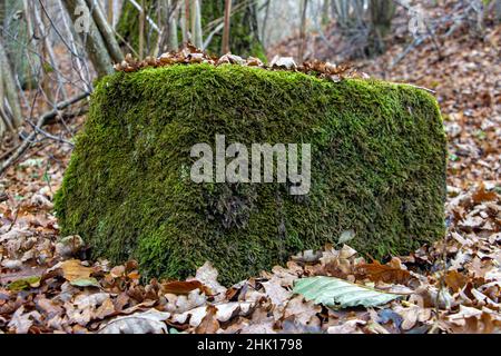 Stone block overgrown with green moss covered with fallen leaves in the autumn forest Stock Photo
