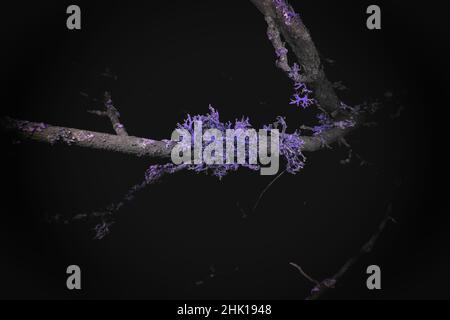 Ultraviolet Macro of Lichen growing on branches Stock Photo