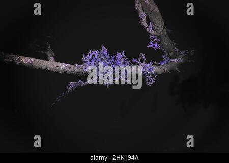 Ultraviolet Macro of Lichen growing on branches Stock Photo