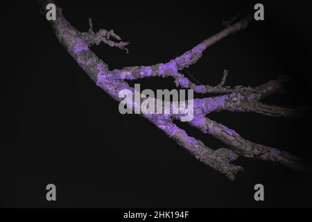 Ultraviolet Macro of Lichen growing on branches Stock Photo