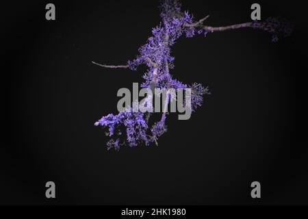 Ultraviolet Macro of Lichen growing on branches Stock Photo