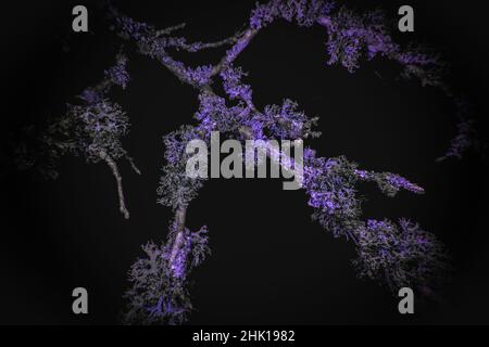 Ultraviolet Macro of Lichen growing on branches Stock Photo
