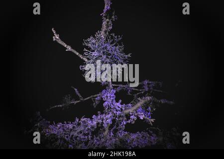 Ultraviolet Macro of Lichen growing on branches Stock Photo