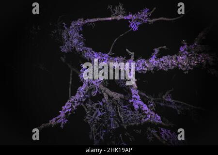 Ultraviolet Macro of Lichen growing on branches Stock Photo