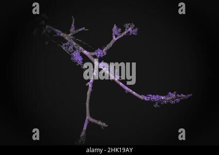 Ultraviolet Macro of Lichen growing on branches Stock Photo