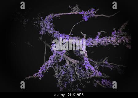 Ultraviolet Macro of Lichen growing on branches Stock Photo