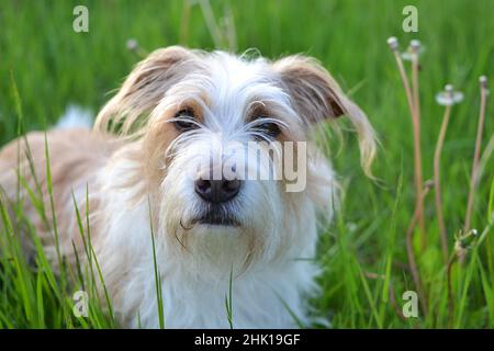 Russell Terrier lies in the grass Stock Photo