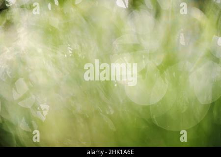 Green abstract springtime background with defocused grass and morning dew, selective focus Stock Photo