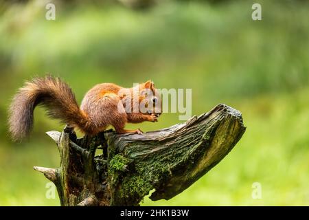 Red squirrel eating a nut Stock Photo