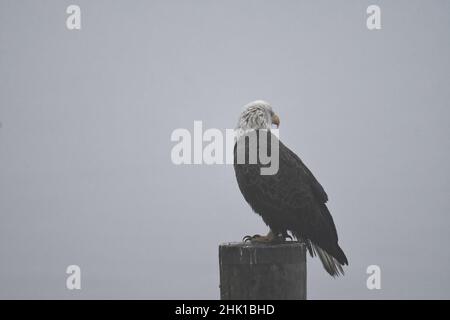 Adult Bald Eagle sitting on post in Havre De Grace along Susquehanna River head turned to back foggy morning Stock Photo