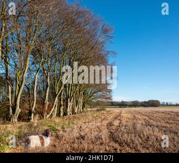 A liver and white Springer Spaniel standing in crop stubble at the border of the field and a small woodland. Norfolk, UK Stock Photo