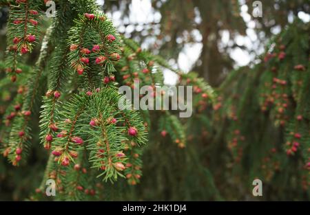 Small purple pink flowers or young cones on spruce coniferous tree branches Stock Photo