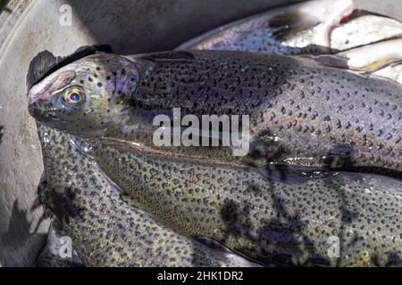 Freshly caught trout fishes, closeup detail, sun shines on rainbow skin Stock Photo