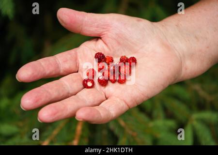 Elderly senior woman hand holding freshly picked small wild forest strawberries in palm, blurred trees background Stock Photo