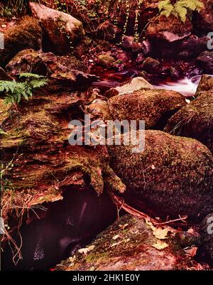 Superb Becky Falls, Water rushing through ancient woodland, natural intimate landscape Stock Photo